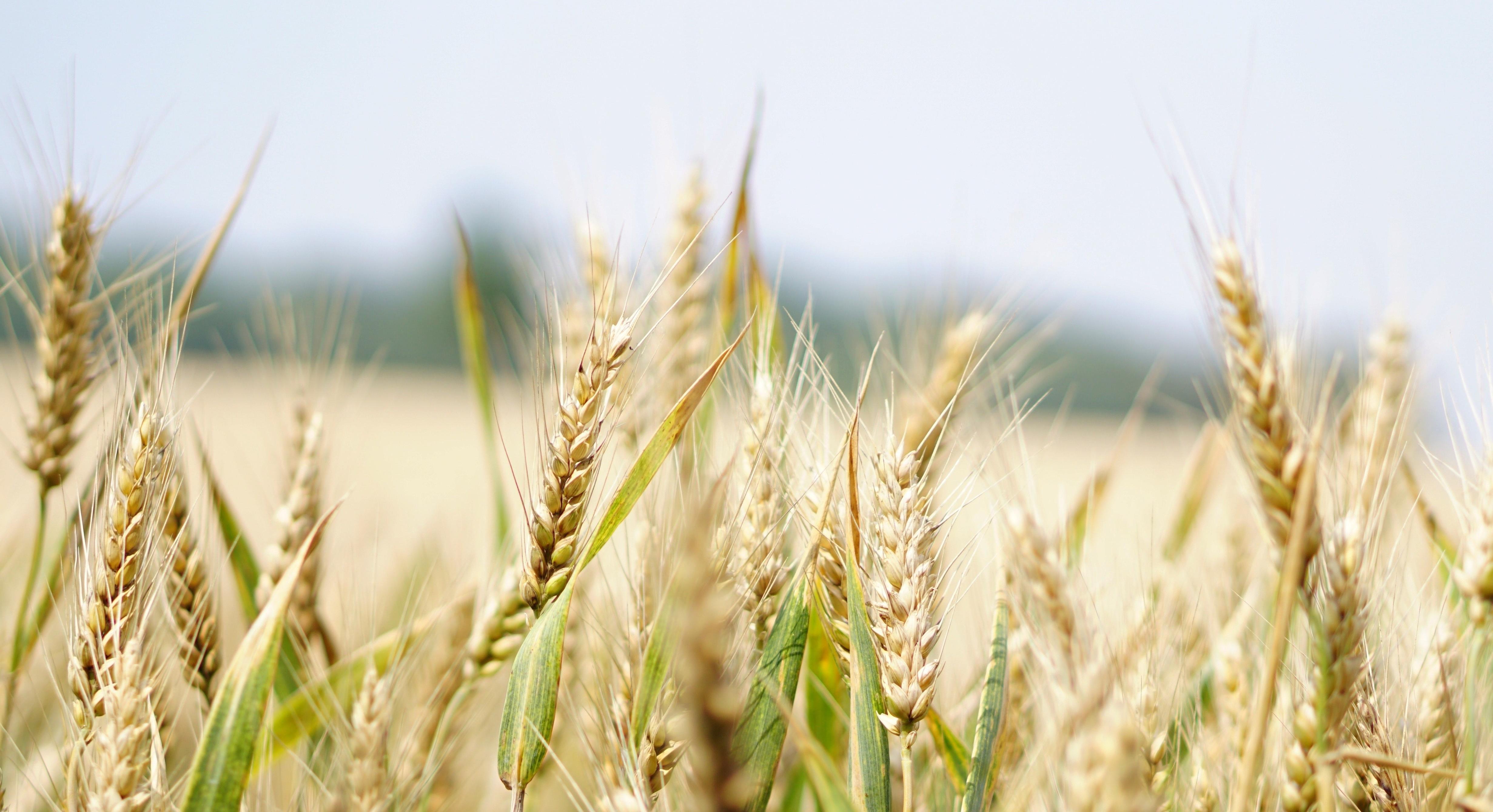 Wheat field 