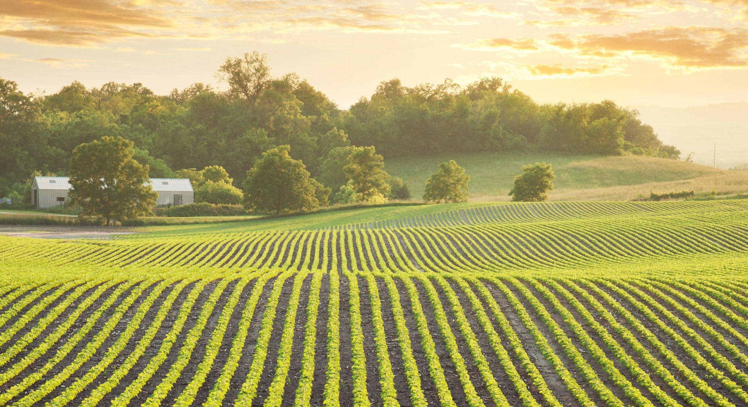 soy bean field